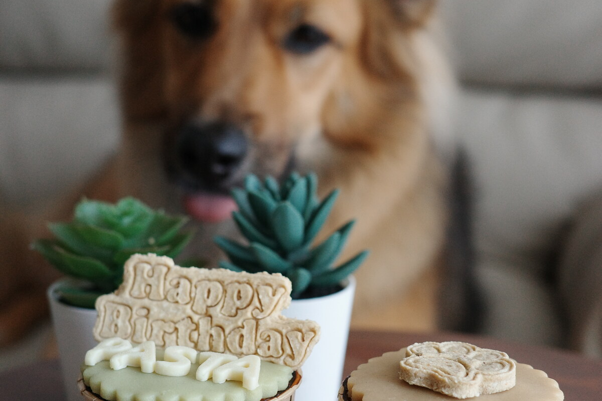How to celebrate your dog's birthday in Singapore