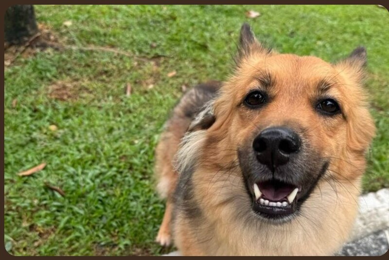 Pasta — the dog behind PawPa Pastry