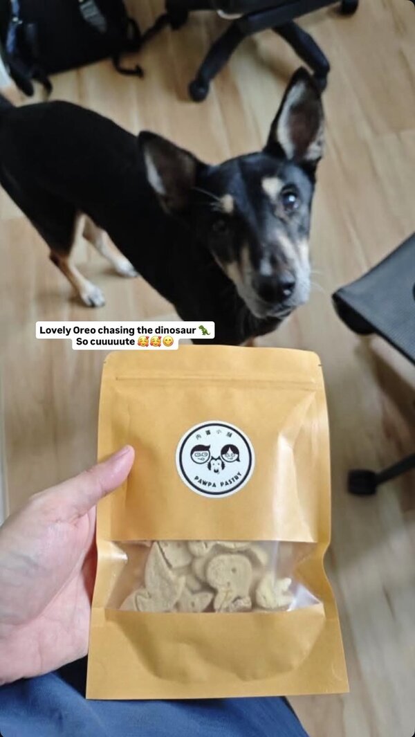 Lovely Oreo chasing the dinosaur cookies