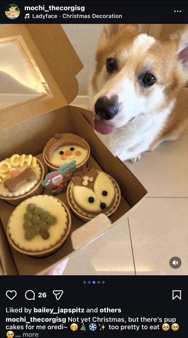 @mochi_thecorgisg — too pretty to eat